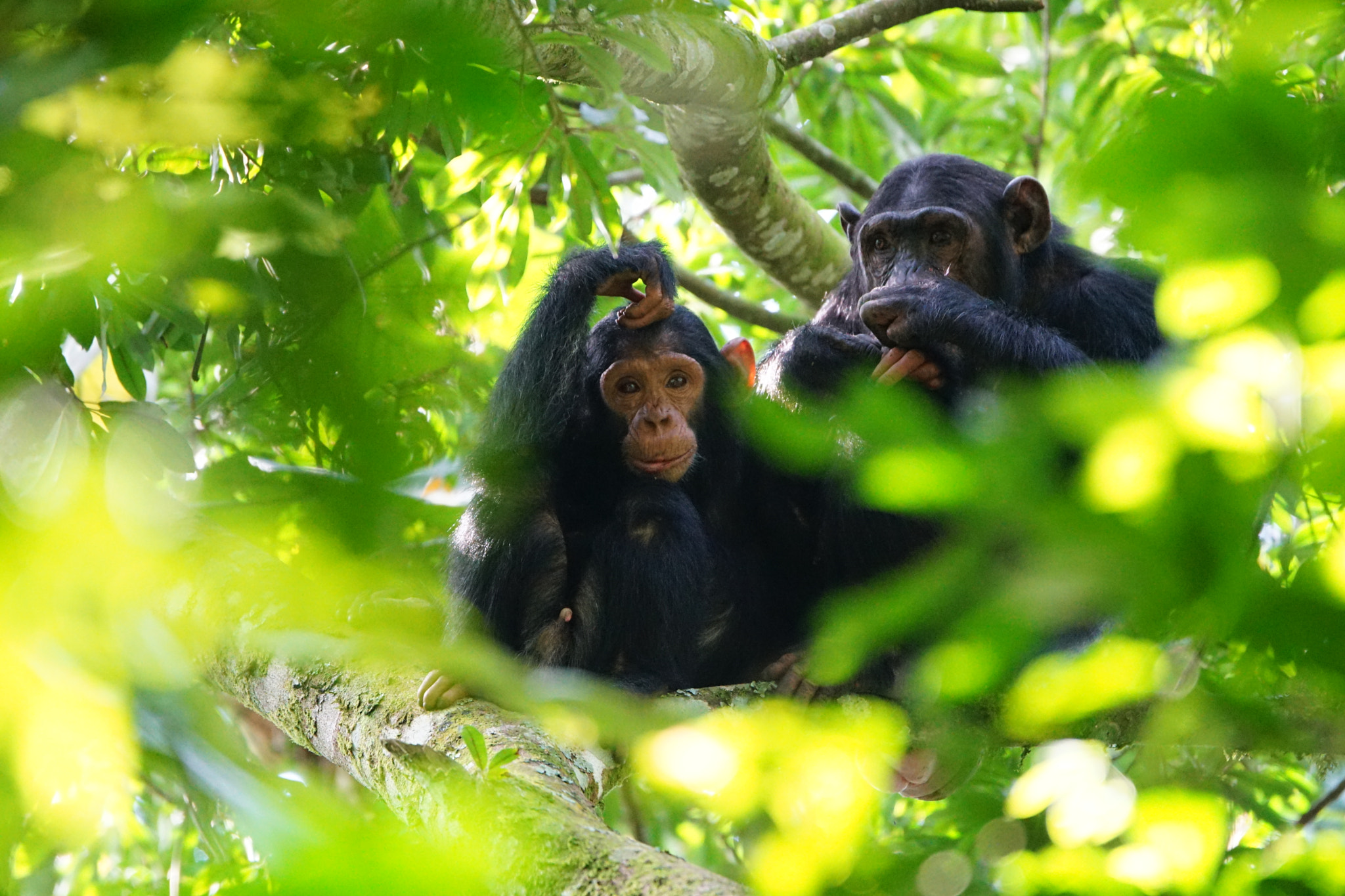 Kibale Forest, Uganda