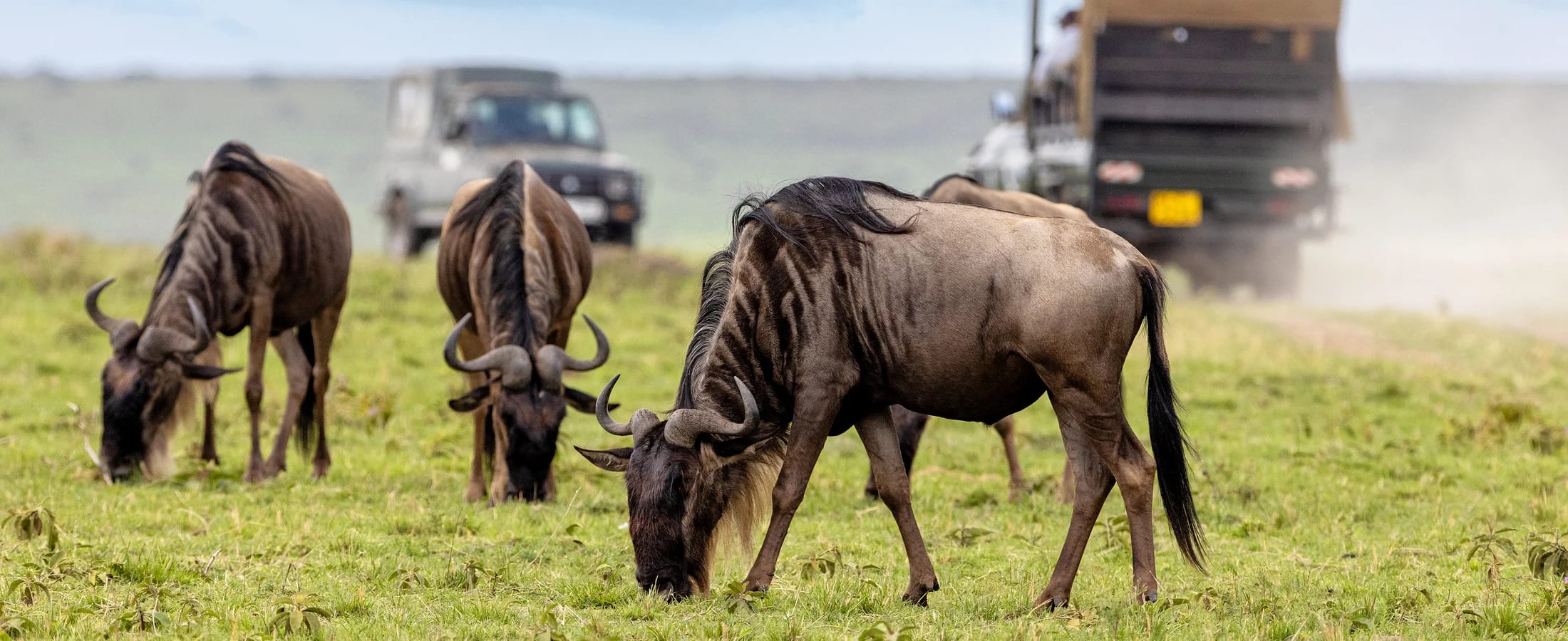 Maasai Mara Migration & Big Five