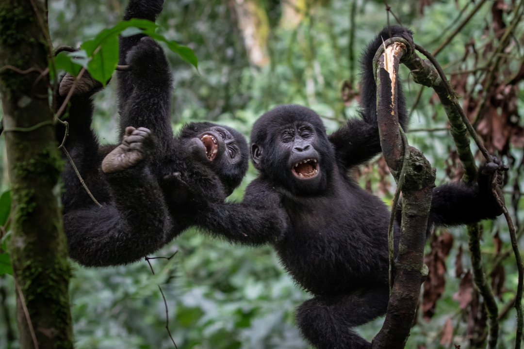 Bwindi Gorilla Express