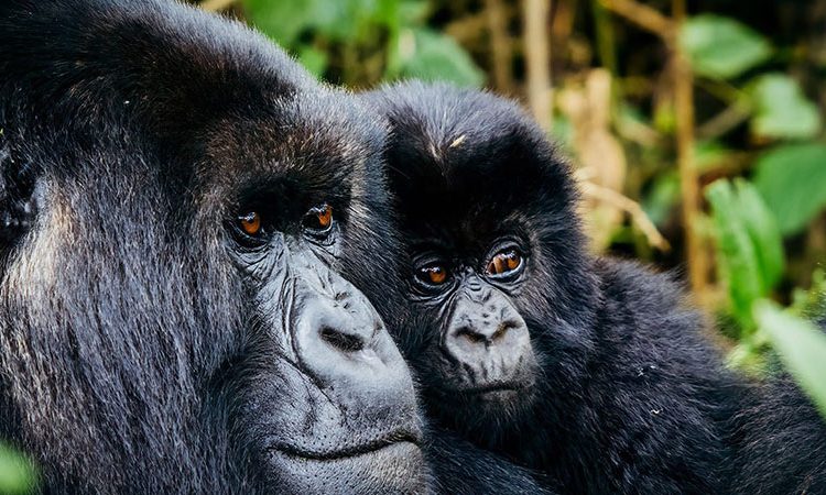 Volcanoes NP, Rwanda