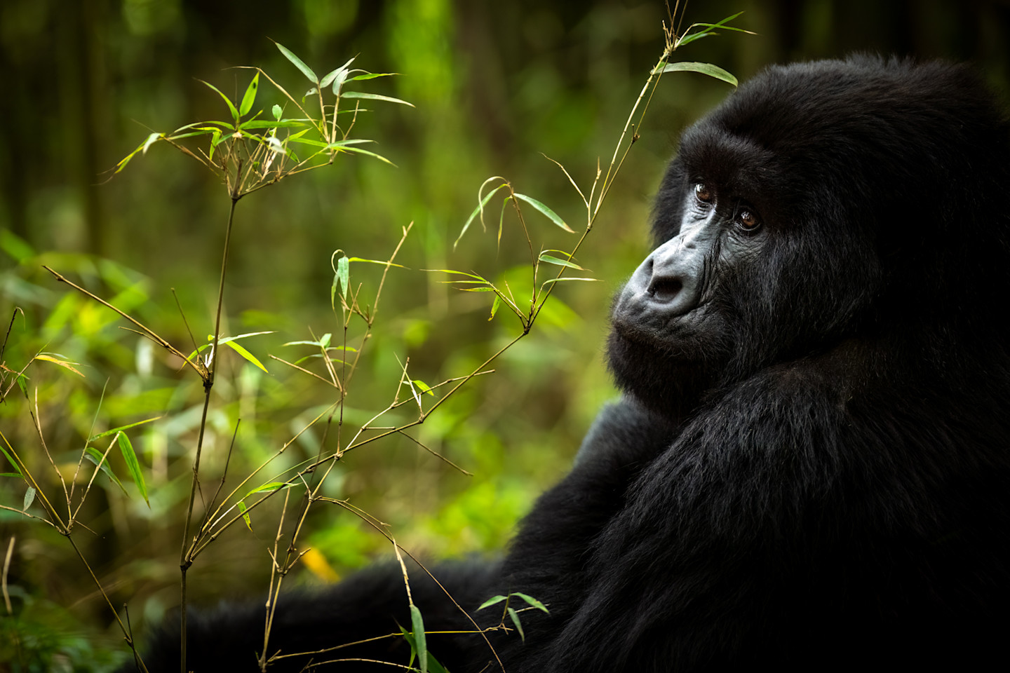 Gorilla Trekking