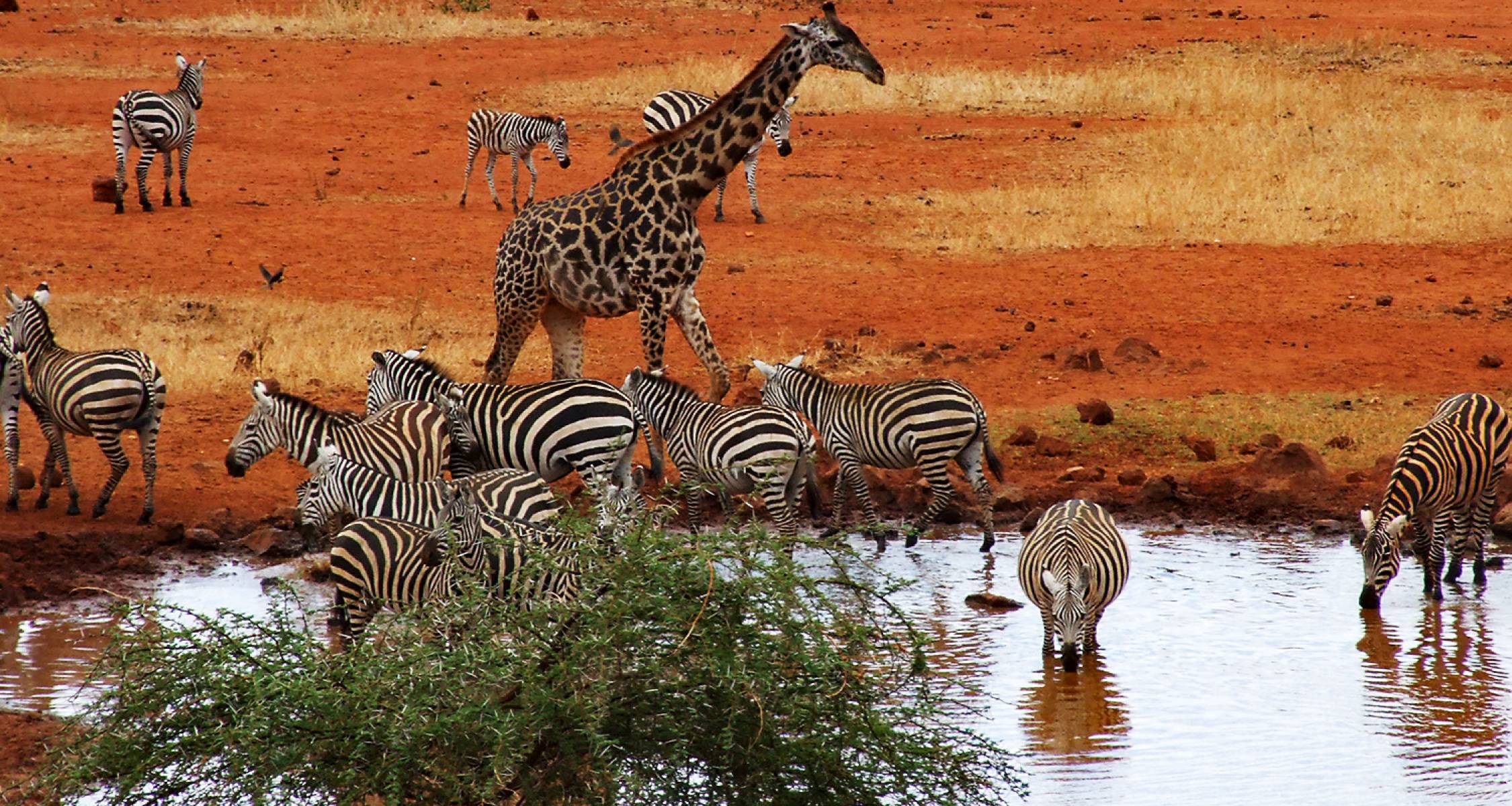 Safari moment
