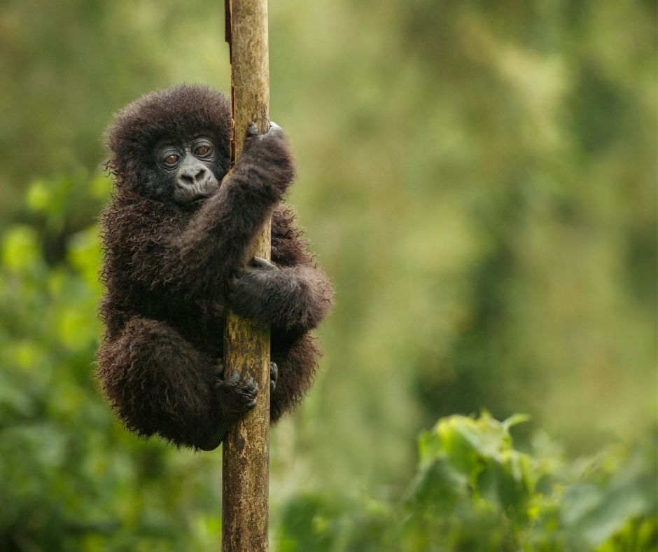 Mgahinga Gorilla NP, Uganda