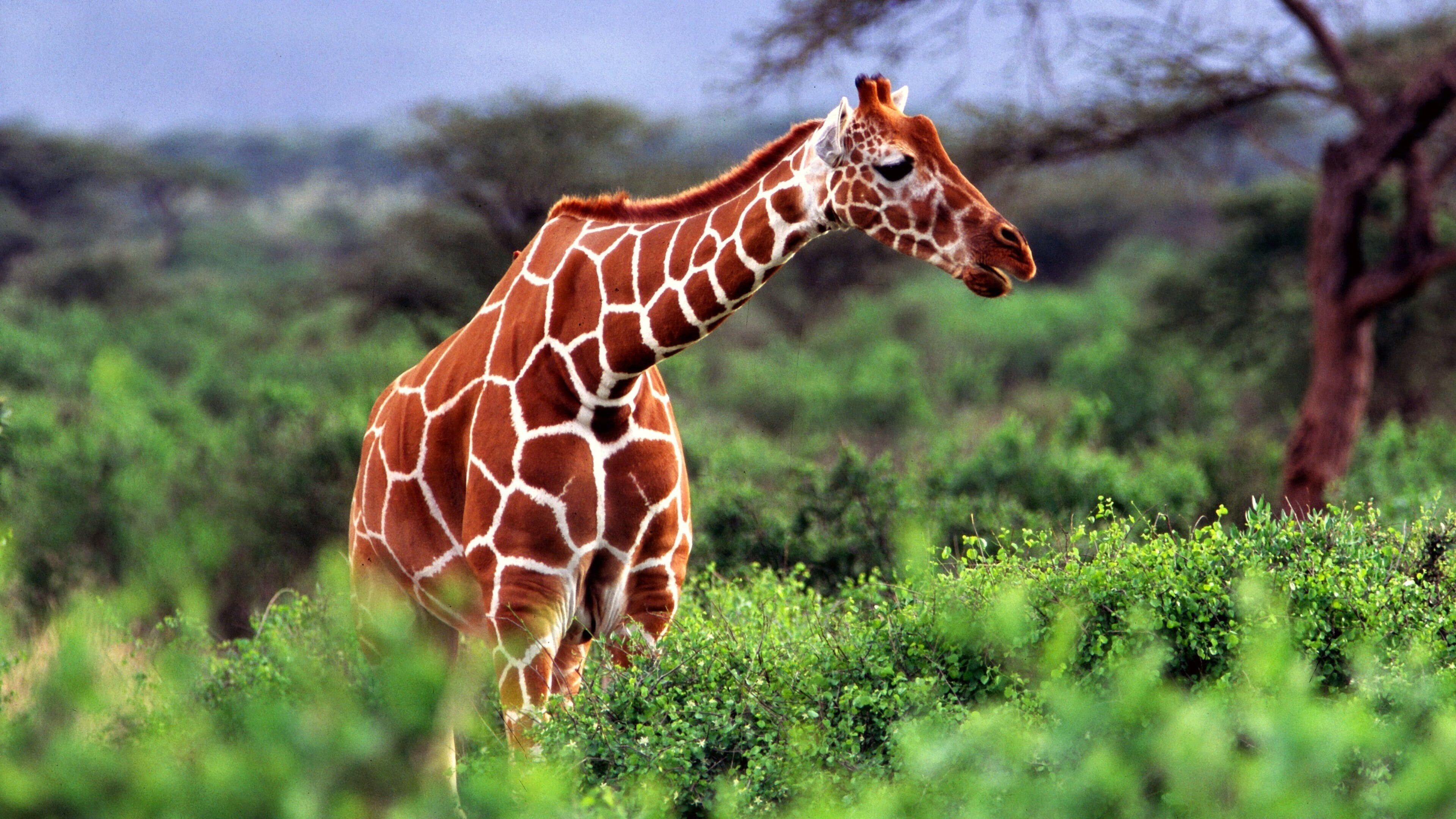 Safari moment
