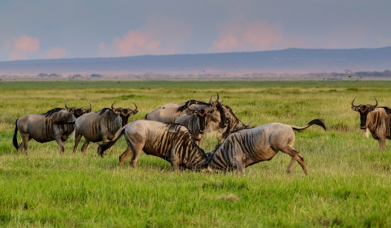 The Great Migration