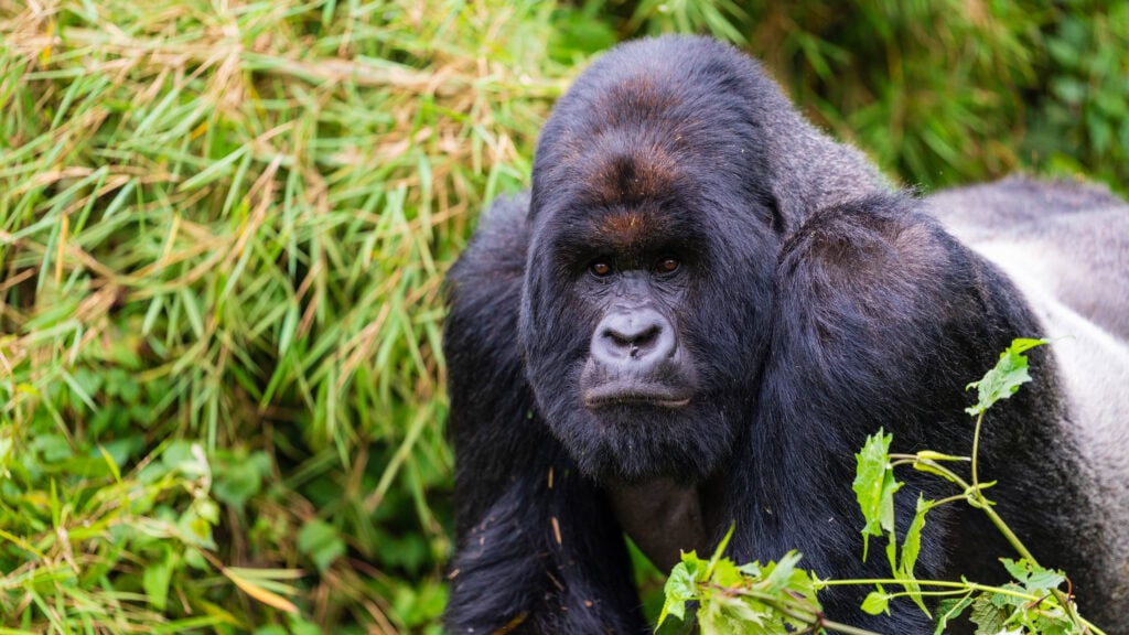 Gorilla Country