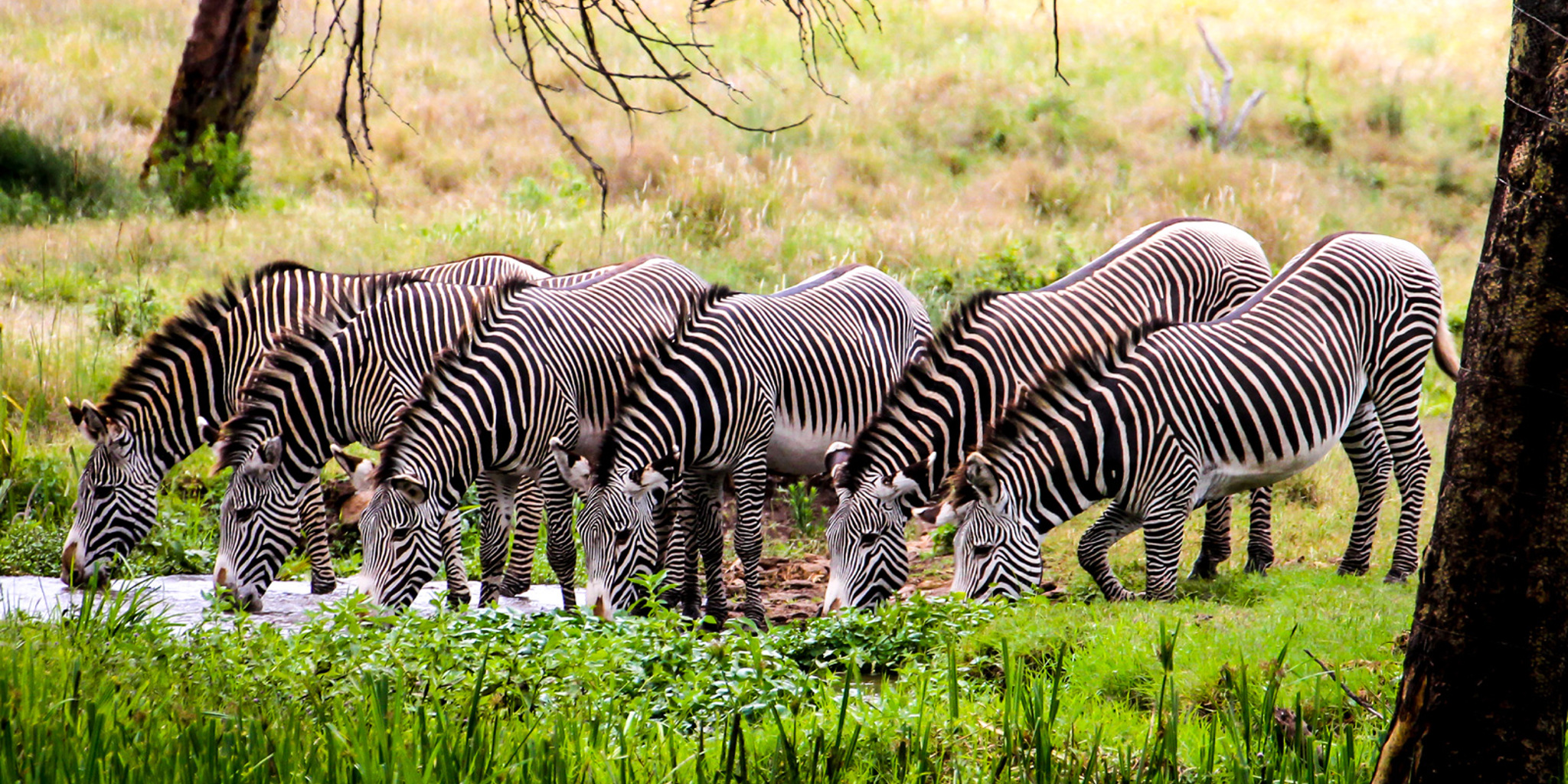 Safari moment