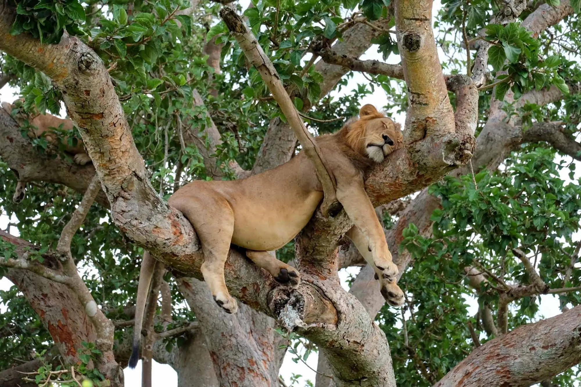 Safari moment