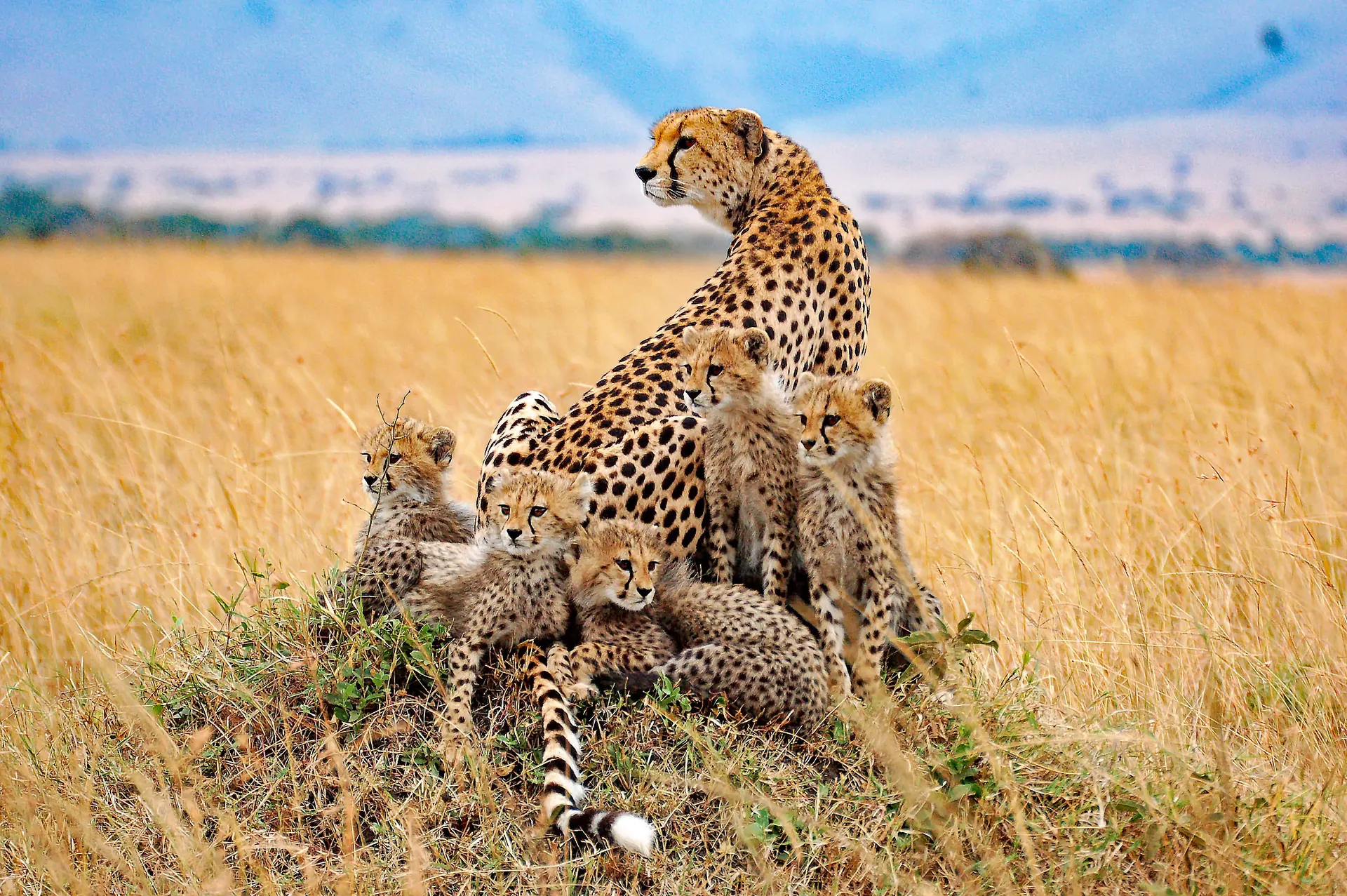 Akagera National Park