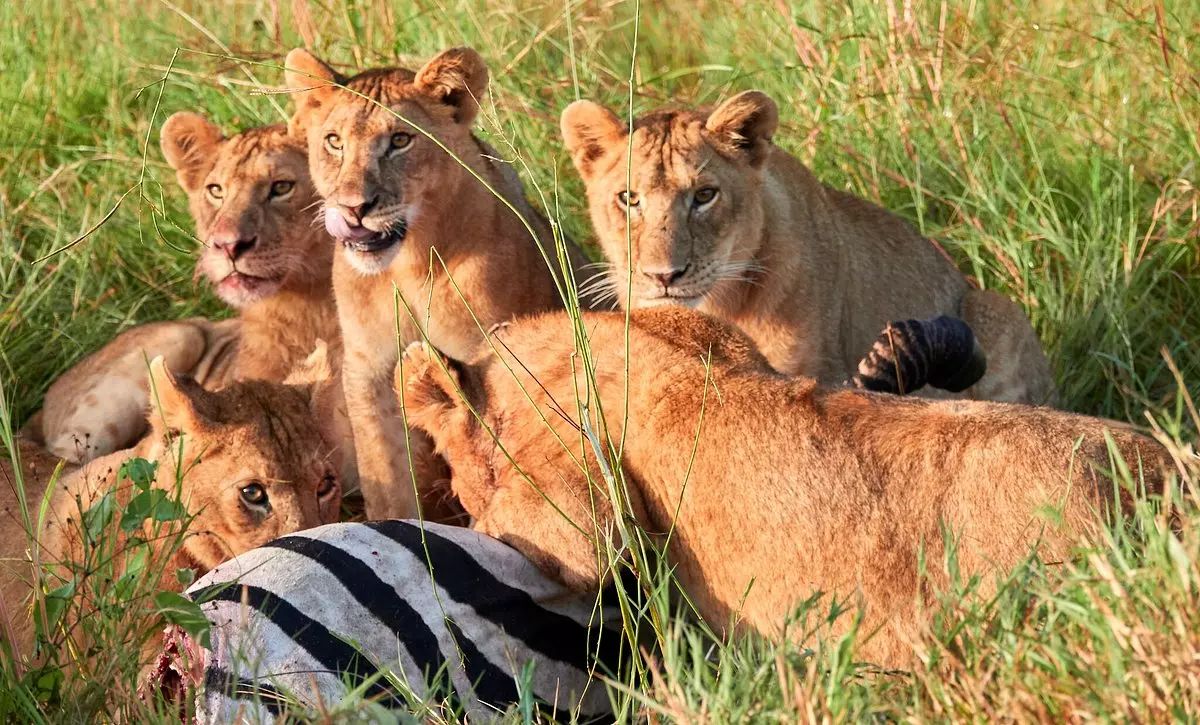 Big Five Safaris